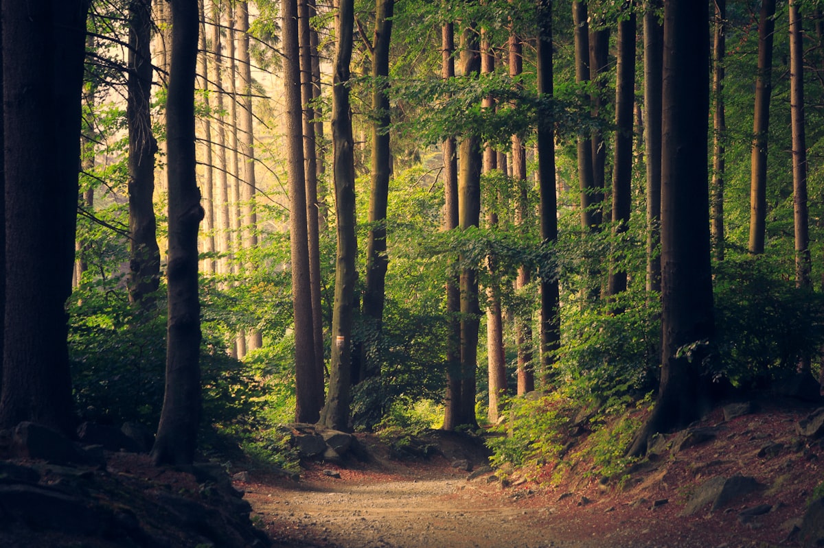 Cellulose-Based Bioplastics: From Trees to Packaging
